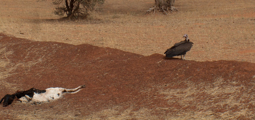 Siccità in Burkina Faso